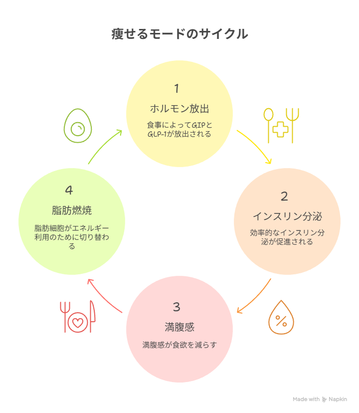 図解（GIP×GLP-1の仕組みを図で理解｜体が“痩せるモード”になる瞬間）